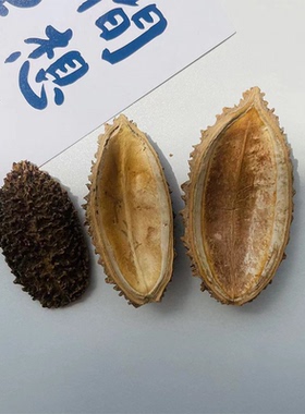 进口干花刺猬壳海参壳小南瓜椰子