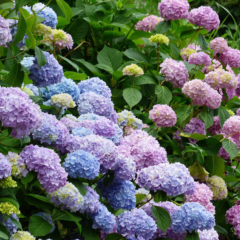 无尽夏绣球花苗盆栽室外阳台庭院四季开花秀球老桩花卉植物带花苞,淘宝优惠券,粉丝福利购,淘宝优惠卷
