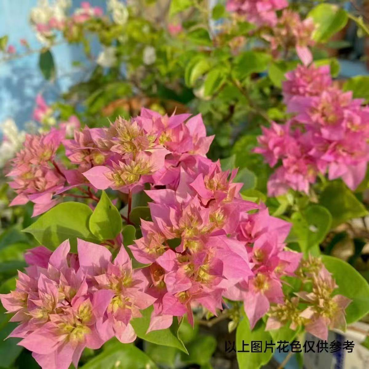 顺丰包邮【4重瓣系列】三角梅盆栽室内阳台庭院好养花卉,淘宝优惠券,粉丝福利购,淘宝优惠卷