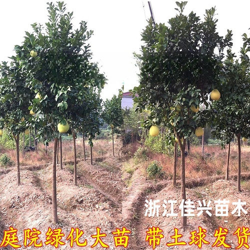红心蜜柚树苗 正宗红肉蜜柚苗 红心蜜柚树苗 嫁接红心柚子树苗 - 图3