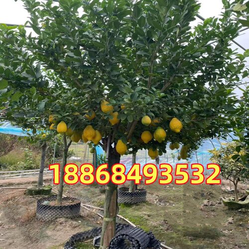 精品柠檬树盆栽带果高杆庭院大树老桩四季结果植物阳台客厅绿植 - 图1