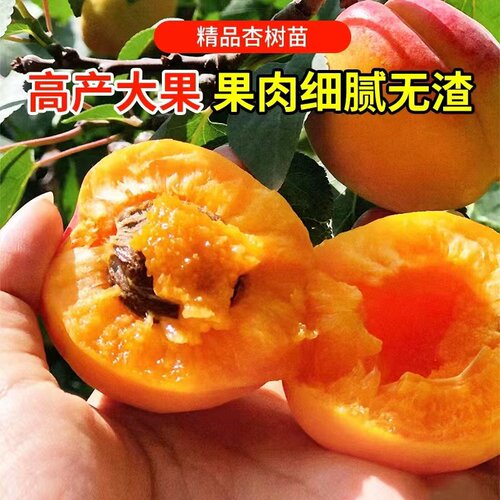 巨蜜王杏苗南北方地栽种植特大杏树果苗盆栽嫁接杏子苗树当年结果 - 图0