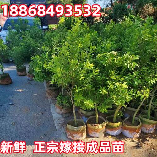 浙江杨梅树树苗嫁接东魁黑炭杨梅盆栽地栽果树苗当年结果庭院带土 - 图2