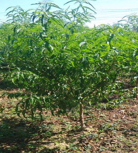嫁接水蜜桃果树苗南北方地栽庭院阳台盆栽种植特大果嫁接当年结果 - 图2