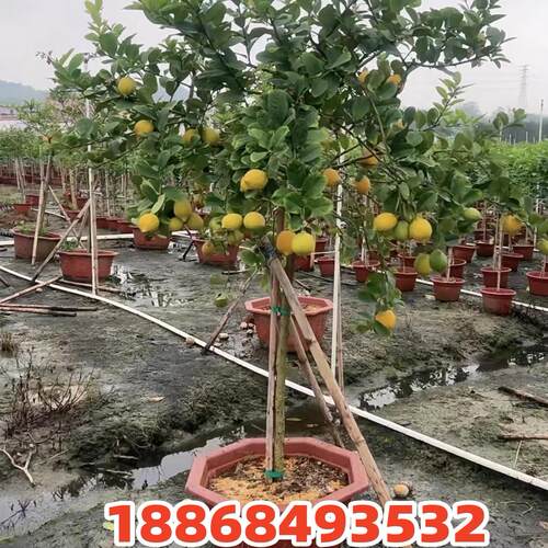 精品柠檬树盆栽带果高杆庭院大树老桩四季结果植物阳台客厅绿植 - 图2