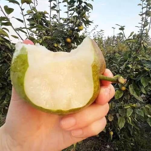 翠冠梨树果苗南北方庭院地栽种植特大果树苗盆栽嫁接活苗当年结果 - 图0