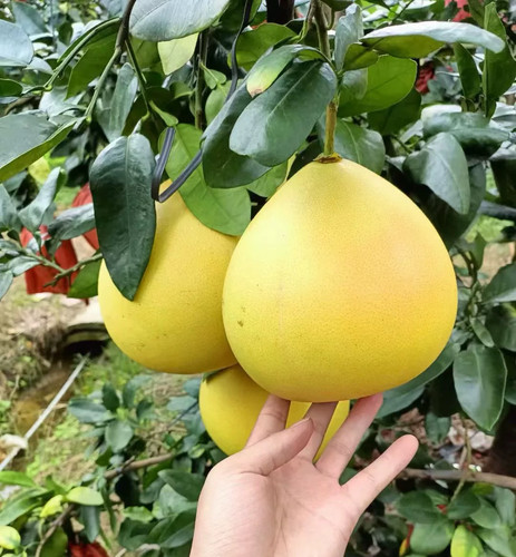红心蜜柚树苗 正宗红肉蜜柚苗 红心蜜柚树苗 嫁接红心柚子树苗 - 图1