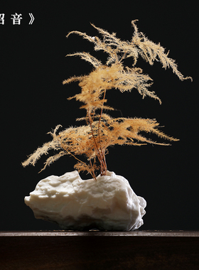 水培文竹盆栽书房办公室桌面摆件