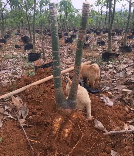 独杆发财树盆栽大树桩客厅办公室内四季常青植物开业招财大型绿植-图3