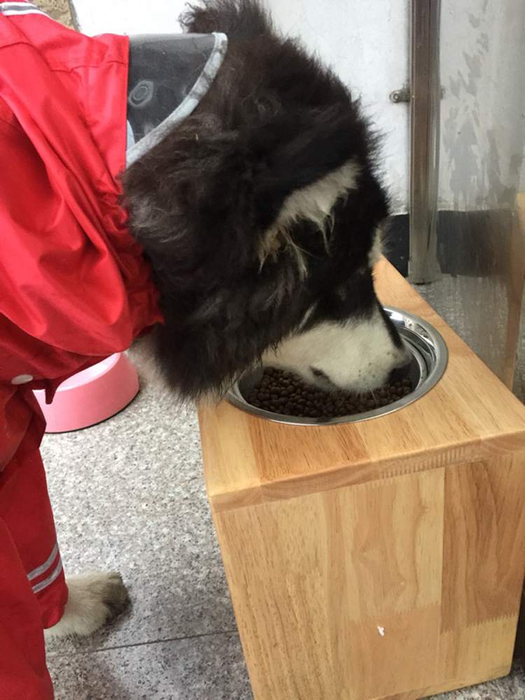 狗盆狗碗猫碗大型犬宠物碗防打翻狗食盆水盆护颈防滑实木狗碗架桌 - 图2