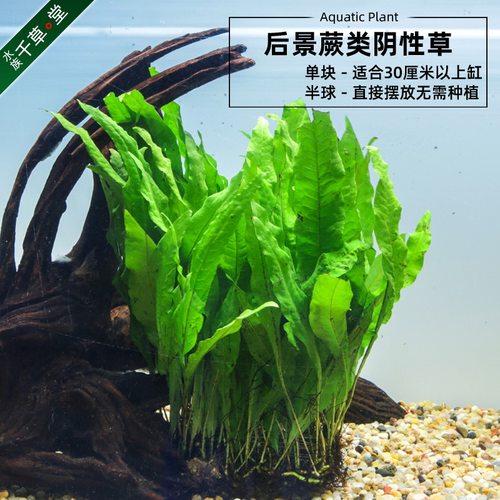 铁皇冠定植细叶铁鹿角铁鱼缸水族箱活体草中后景蕨类淡水水草包邮 - 图0