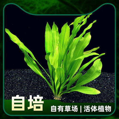 矮生长叶九冠水族水草新手鱼缸易养易活冷水养活体淡水植物大九冠 - 图0