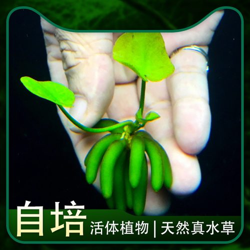水族阴性水草结蕉香蕉草活体鱼缸景观懒人草睡莲新手易养易活包邮 - 图0