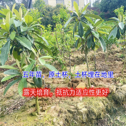 早甜枇杷大苗特大果大五星早钟6号果树苗嫁接苗南方北方带果盆栽 - 图0