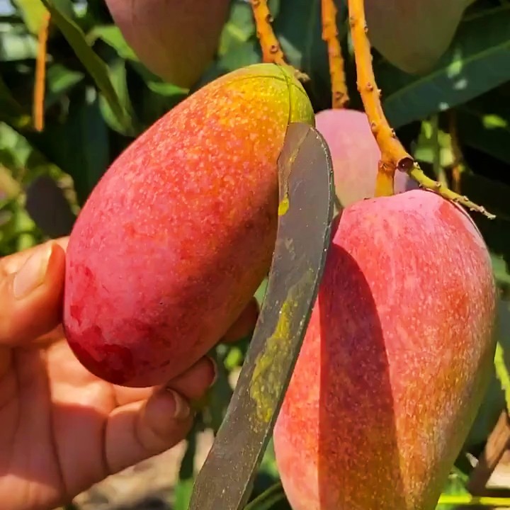 当年四季结果田东桂七香芒金煌芒果苗台农嫁接苗水果苗果树苗易种 - 图0