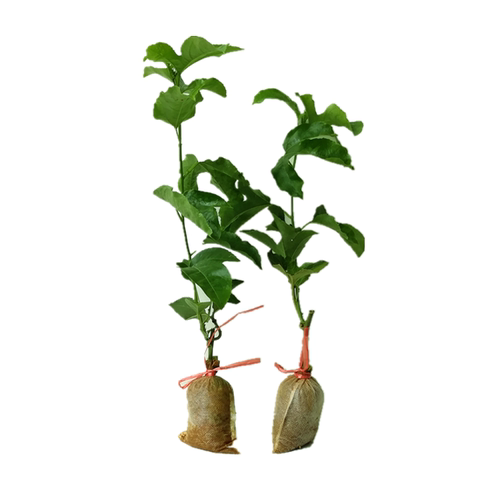 鸡蛋果钦蜜九号嫁接苗黄金百香果西番莲果树苗爬藤盆栽地栽南方 - 图3