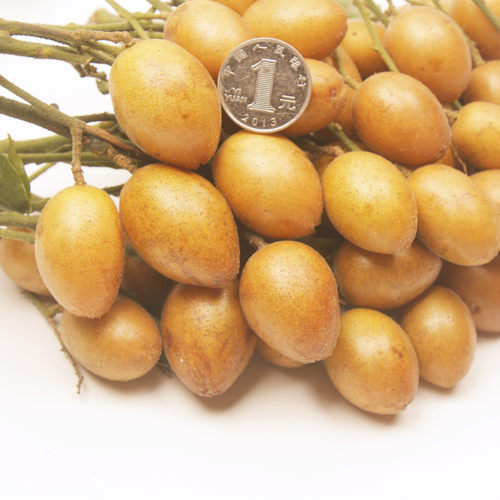 改良特大黑皮大鸡心黄皮果树苗出世甜郁南无核黄皮嫁接苗当年结果 - 图0