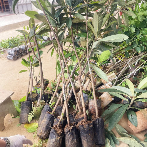 特大早熟五星甜枇杷苗树苗早钟6号苗嫁接苗果树南方北方带果盆栽 - 图2