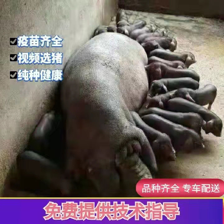 母猪仔原种太湖猪苏太猪30斤活体小猪崽二三元长白大白母猪活体 - 图1