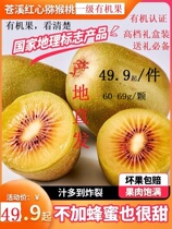 (Grade 1 Organic Fruit) Sichuan Cangxi Red Heart Gooseberry Peach Chic Exotic Fruits Delicious rich in ViC Old and Less Pleasant Pregnancy