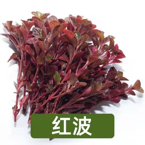红波水草活体真植物新手好养鱼缸造景阴性水草增氧净水中后景草 - 图2