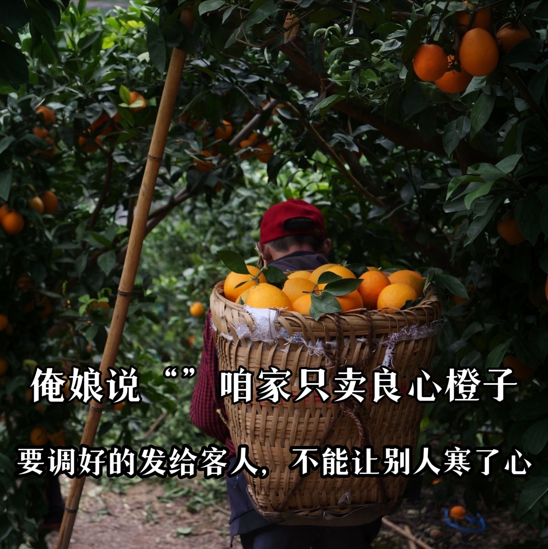 贵州农家自种新鲜水果橙子现摘现发,淘宝优惠券,粉丝福利购,淘宝优惠卷