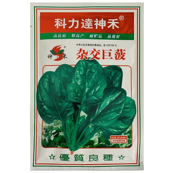 黑丫蛋菠菜种子红根大叶肉厚菠菜种籽秋冬季耐寒速生菠菜籽种孑-图0