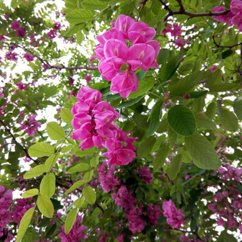 庭院树苗洋槐花苗洋槐树香花槐树苗养蜜蜂花可食用花香刺槐槐树苗 - 图2