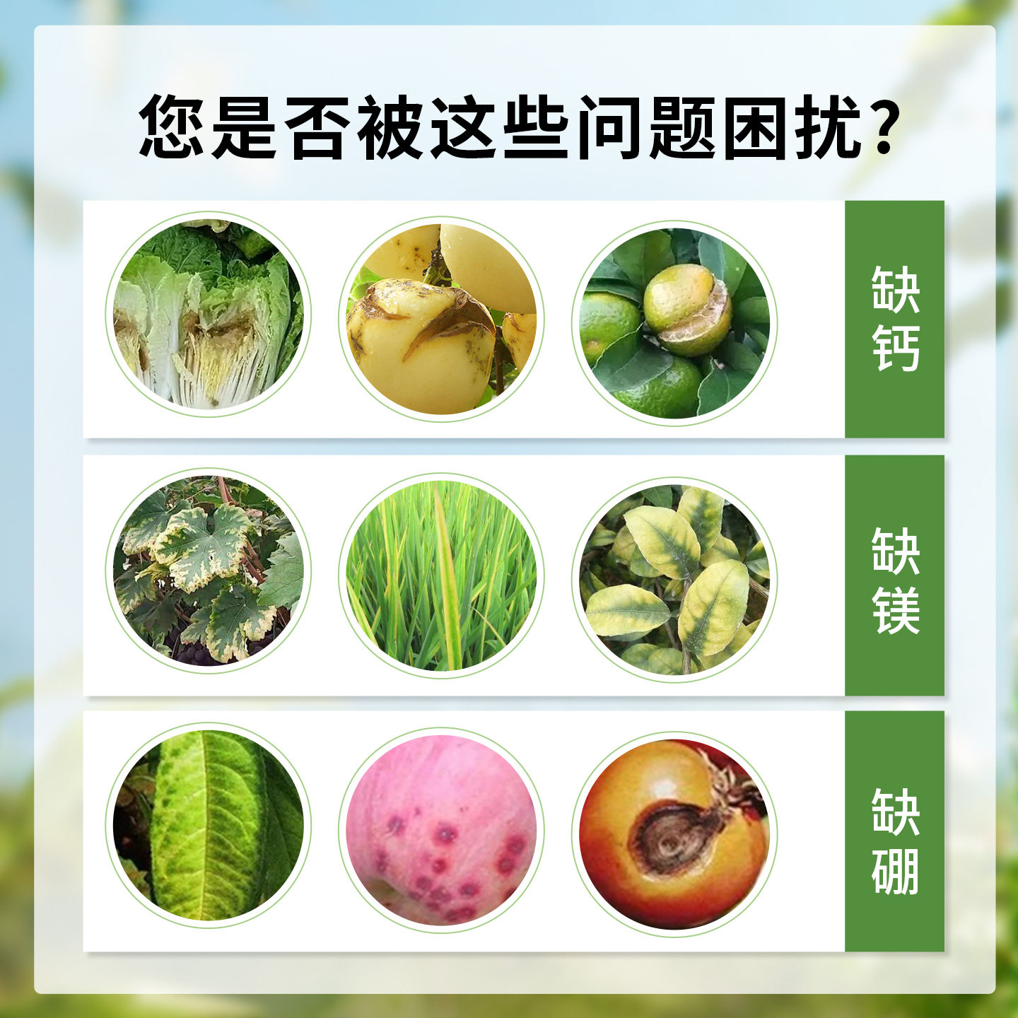 糖醇钙镁硼2.5kg25kg叶面肥补充钙镁硼肥蔬菜果树银海化工,淘宝优惠券,粉丝福利购,淘宝优惠卷