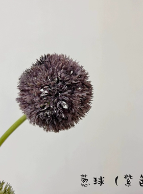 葱球花室内摆放简约花系软装插花婚礼道具装饰花材