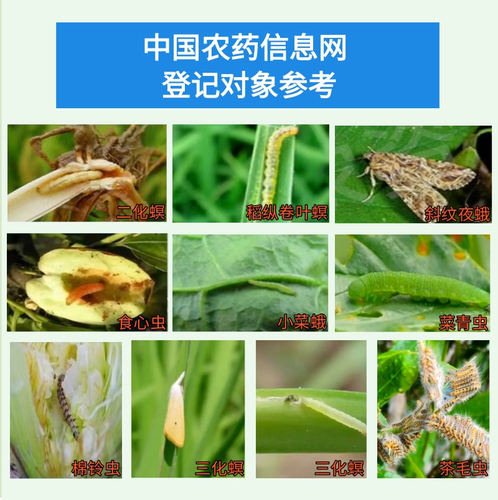 高效氯氟氰菊酯蔬菜果树农药杀虫剂菜青虫地下害虫蚜虫食心虫农药 - 图2