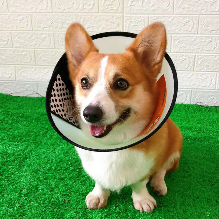 狗伊丽莎白圈宠物用品柯基中型犬美容罩防舔猫防水防咬狗保护头套,淘宝优惠券,粉丝福利购,淘宝优惠卷