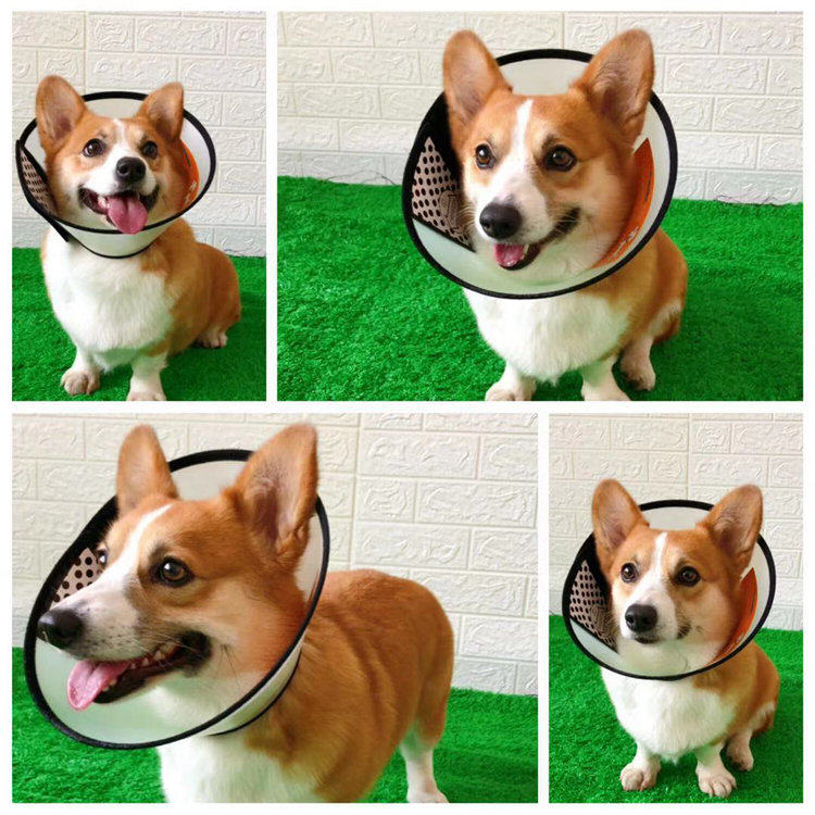 狗伊丽莎白圈宠物用品柯基中型犬美容罩防舔猫防水防咬狗保护头套,淘宝优惠券,粉丝福利购,淘宝优惠卷