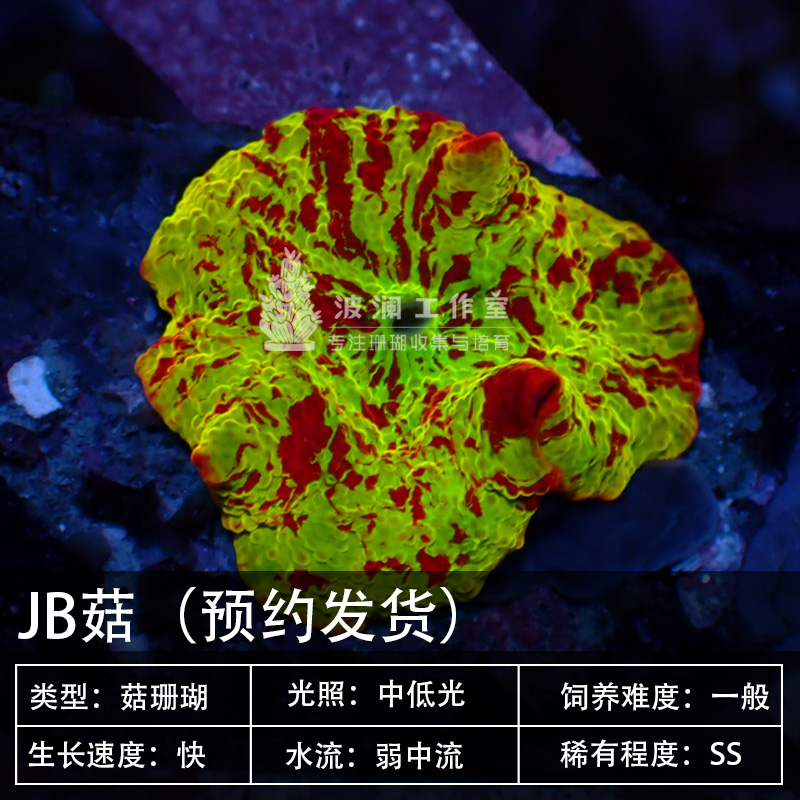 新手推荐红菇珊瑚美国RIC菇JB菇红木耳泡泡菇yuma菇绿毛菇虎耳菇 - 图3