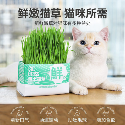 猫草盆栽小麦种子土培懒人种植猫薄荷成猫幼猫去毛球化毛猫咪洁齿 - 图1