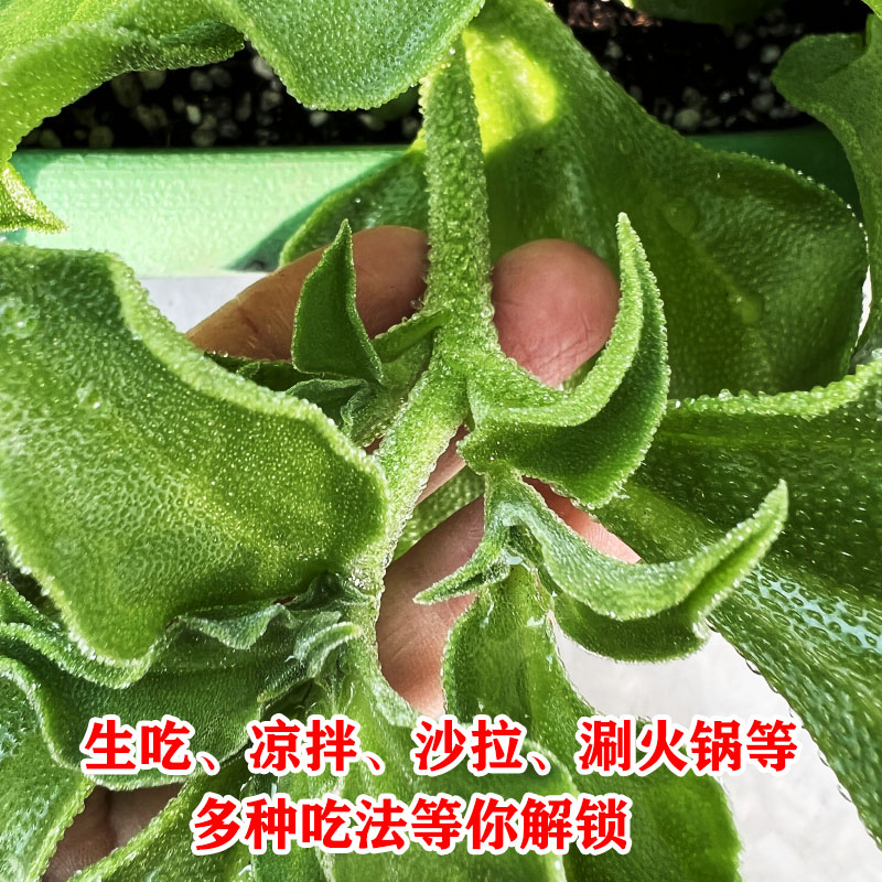 水晶冰菜苗大苗种子沙拉冰草冰菜苗子四季特色蔬菜苗秧苗春秋阳台