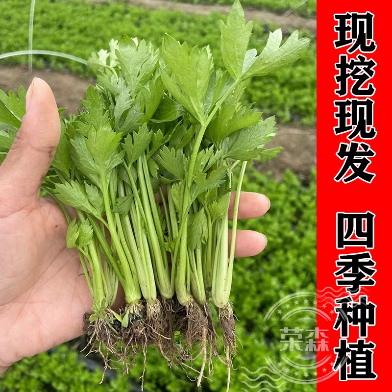 寿光大肉皇后西芹苗大苗耐寒蔬菜苗秧苗芹菜根苗苗秧四季阳台大田,淘宝优惠券,粉丝福利购,淘宝优惠卷