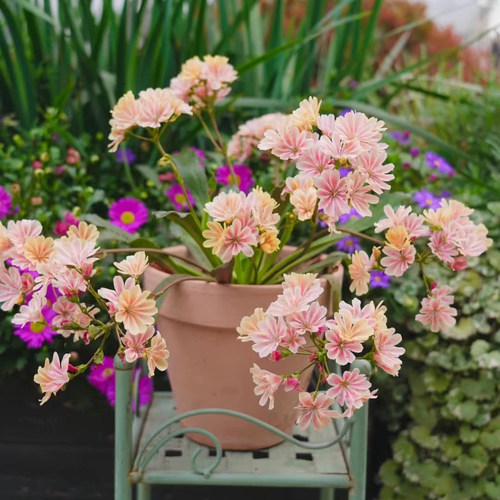 暖暖半岛 露薇花 琉维草阳台庭院花卉植物四季开花好养多年生爆花 - 图3