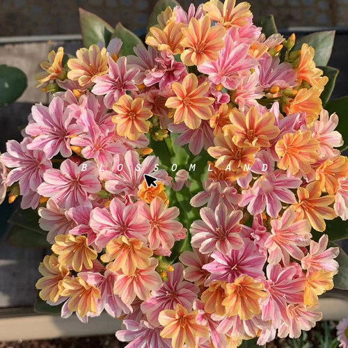 暖暖半岛 露薇花 琉维草阳台庭院花卉植物四季开花好养多年生爆花 - 图2