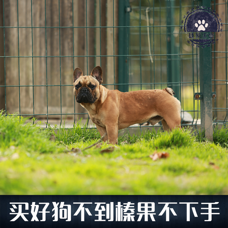 【榛果犬业】上海最大专业宠物养殖！种公法斗牛犬 对外配种 - 图1