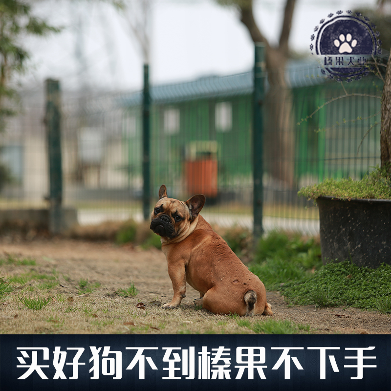 【榛果犬业】上海最大专业宠物养殖！种公法斗牛犬 对外配种 - 图3