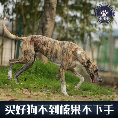 【榛果犬业】上海最大专业宠物养殖！种公灵缇 对外配种 - 图0