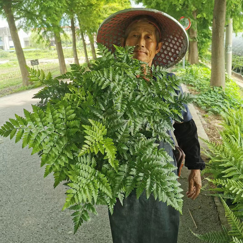 庭院室内耐寒喜阴大型蕨类植物造景绿植盆栽肾蕨针毛荚果蕨彩虹蕨 - 图1