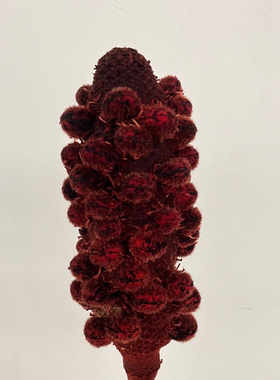 进口鲜花巨峰超级豹纹飓风阿特娜拉天然风干小众植物客厅软装设计