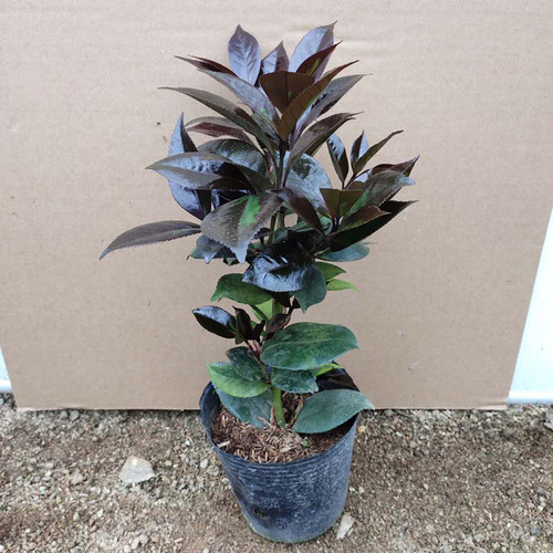 红叶贝拉稀有茶花品种树苗嫁接盆栽庭院名贵精品进口阳台花卉植物 - 图3