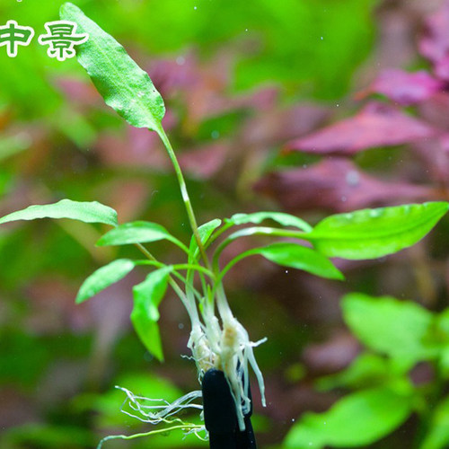 水下叶鱼缸水草绿温蒂椒草Cryptocoryne wendtii (Green form) - 图3