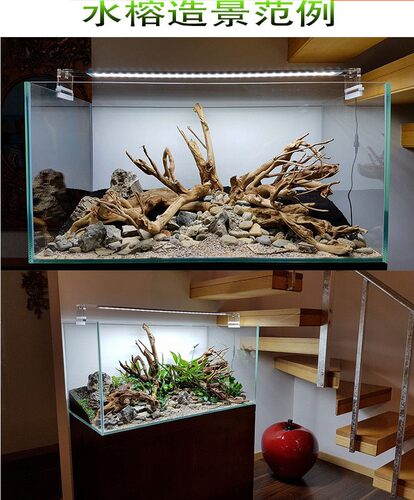 迷你溪流缸原生缸小水榕黄金榕 迷你水榕 大巴榕 燕尾榕 水草合集 - 图2