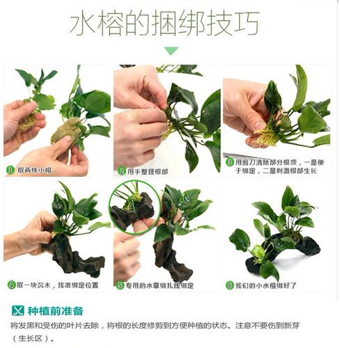 迷你溪流缸原生缸小水榕黄金榕 迷你水榕 大巴榕 燕尾榕 水草合集 - 图3