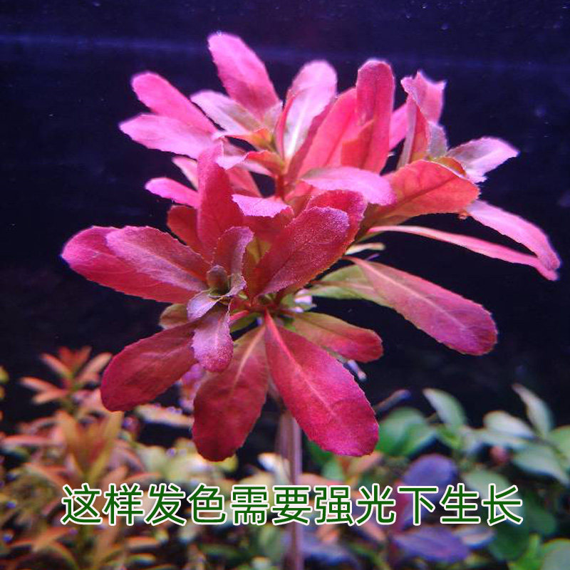 稀有品种草缸中前景真水草北美丁香水中叶鱼缸造景活体虾缸造景,淘宝优惠券,粉丝福利购,淘宝优惠卷