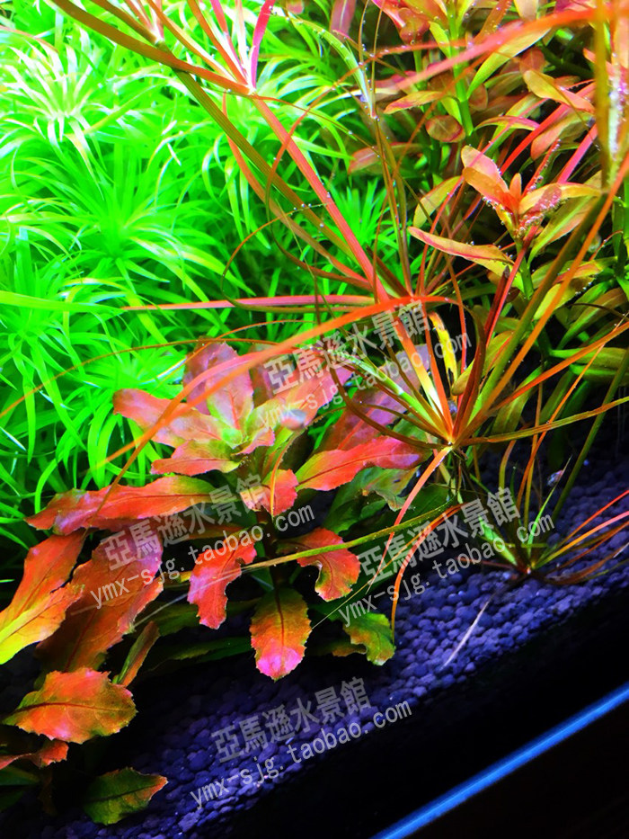 稀有品种草缸中前景真水草北美丁香水中叶鱼缸造景活体虾缸造景,淘宝优惠券,粉丝福利购,淘宝优惠卷
